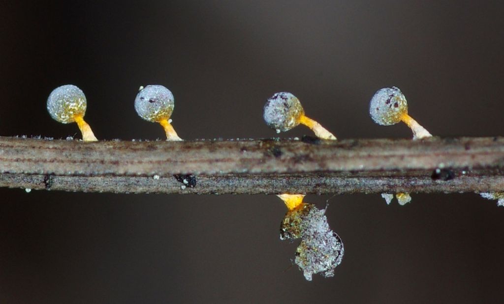 Badhamia or Physarum?